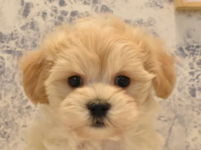 東京都のハーフ犬・ミックス犬 (ペッツワン町田多摩境店/2025年1月15日生まれ/男の子/アプリコット)の子犬